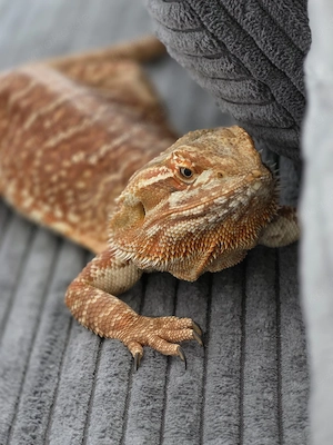 Bartagame Weibchen Pogona Vitticeps