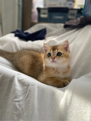 BKH und BLH kitten 