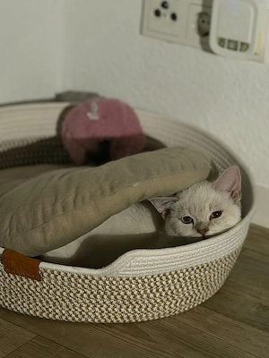 BKH Kater Blue Point 4 Monate alt