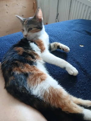 Perser Mix Katzen Katzenbaby
