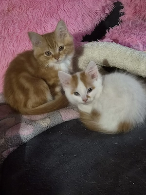 Perser-Main coon Mix Kitten 