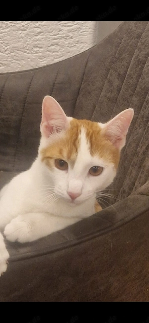 katze sucht neues zu Hause