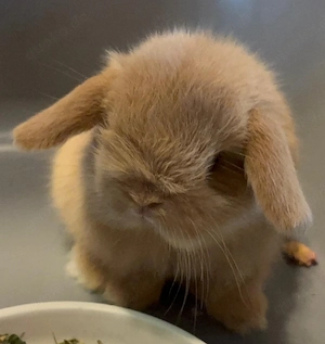 kleinbleibende zahme Minilop Zwergwidder Kaninchen Zwergkaninchen Widder Widderzwerg Hase Häsin Baby