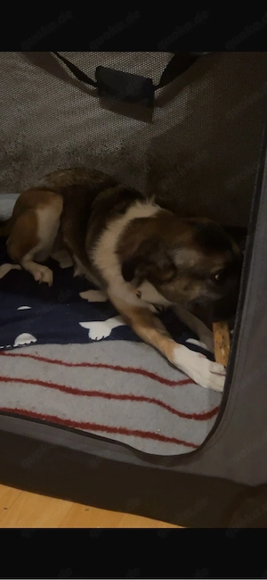 Angie sucht ein neues liebevolles zuhause 