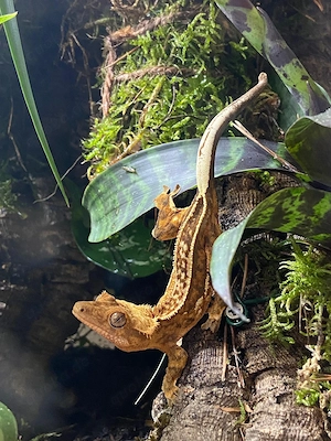 Kronenkopfgecko Pärchen abzugeben 