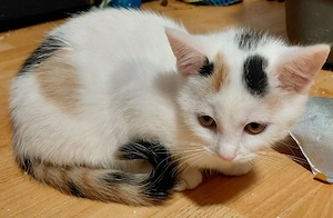 Süße Katzenbabys (11 Wochen alt) suchen ein liebevolles Zuhause!   