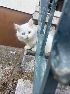 Katze und Kater, 3 Monate