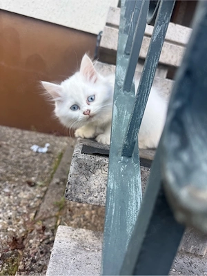 Persiche Langharr Katze 