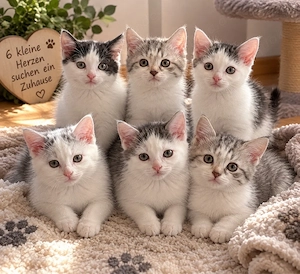 Liebevolle Kitten suchen ein neues Zuhause