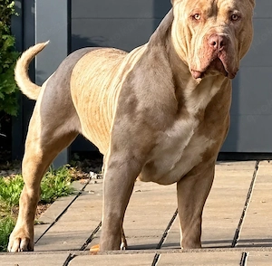 American Bully XL Rüde   2 Jahre   Platinum Merle   