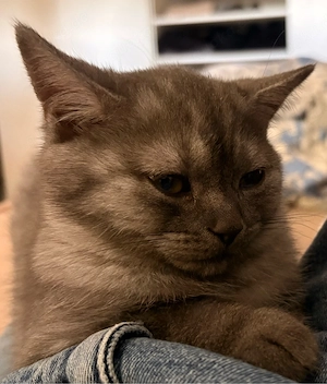 bkh kitten 
