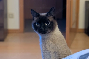 Siamkatze 