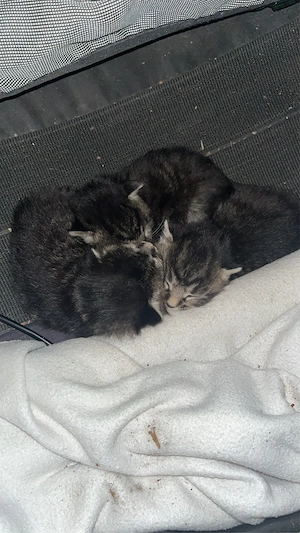 Kitten suchen ein liebevolles zuhause 