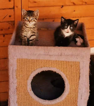Süße Kitten 3 Kater 1 Katze 