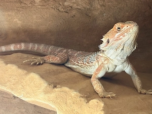 Bartagame weiblich NZ 2025