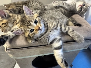 Süße Britisch Kurzhaar (BKH) kitten zu vergeben (British shorthair)