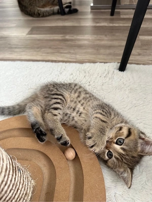 Süße Britisch Kurzhaar (BKH) kitten zu vergeben (British shorthair)