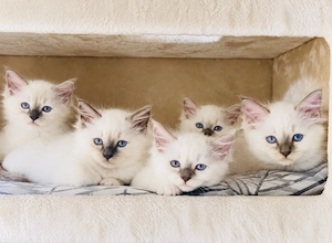 Heilige Birma Siam Blue Point kitten