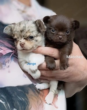 Chihuahua Welpen 1 Mädchen 1 Junge lang Haar.