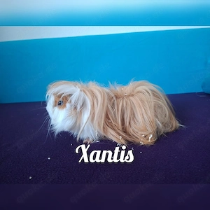 Xantis und Xenox suchen zusammen ein neues Zuhause 