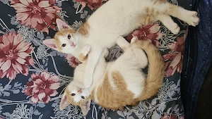 Kleine Kater 10 Wochen alt