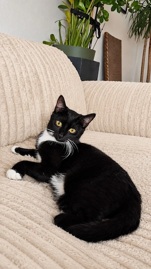 Wunderschöne Katze sucht ein liebevolles Zuhause