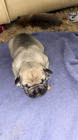 Welpen verkaufen.Mama Staffy lieber Familien Hund 