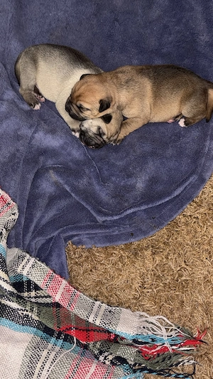 Welpen verkaufen.Mama Staffy lieber Familien Hund 