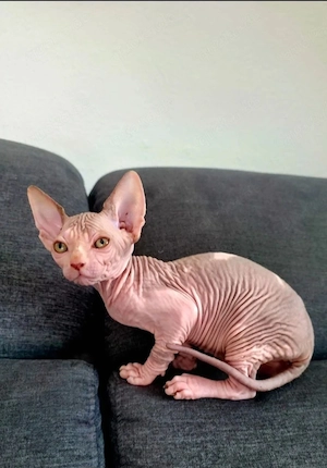 Sphynx Katzen