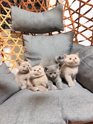 bkh katzenbaby