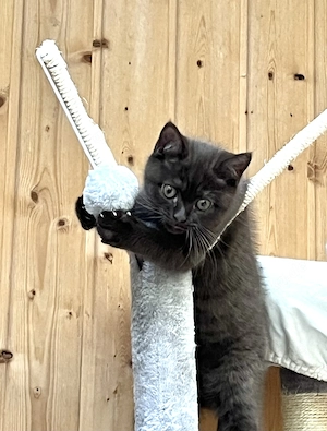 Bkh Kater, geimpft, ab sofort
