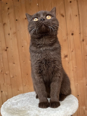 Bkh Kater, geimpft, ab sofort