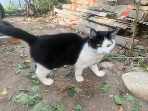 Unsere liebe Katze sucht ein neues zuhause