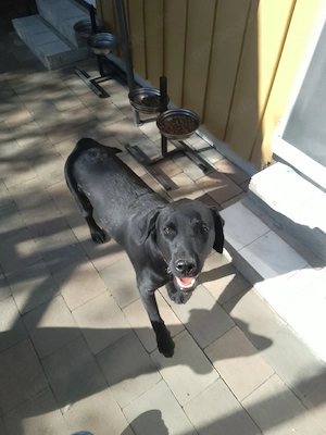 labrador weibchen 