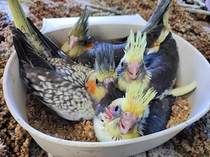 Nestjunge Nymphensittiche zu verkaufen 