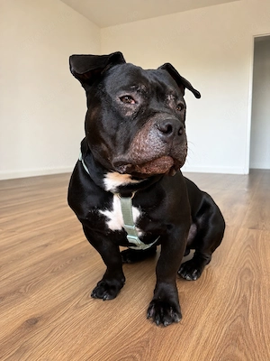 American Pocket Bully sucht neues Zuhause 