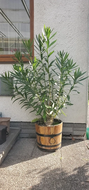 Oleander rosa blühend