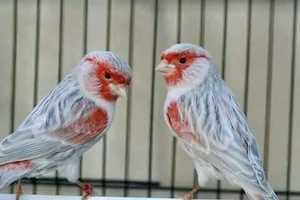 Kanarienvogel Achat Opal rot Mosaik