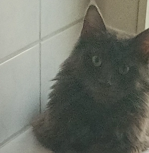 Ragdoll Main coon Bild 3