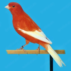 Kanarienvogel Rot 