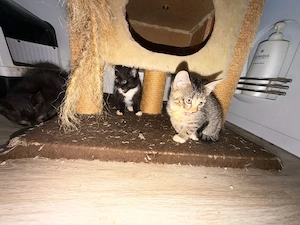    6 süße Babykatzen suchen ein liebevolles Zuhause   