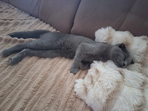 Kater 10 Monate 