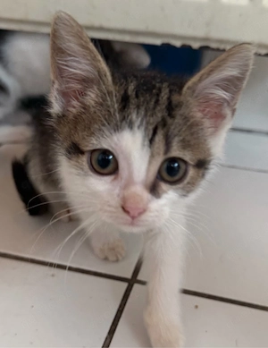 katzenbabys 8stk