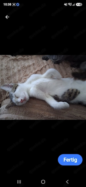 Katze 9 monate weiblich