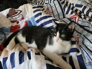 baby katze