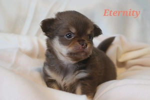 Bezaubernde Chihuahua Langhaar Welpen 