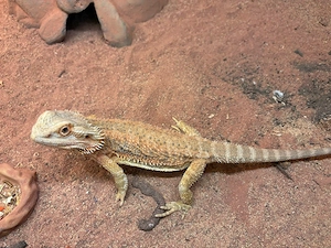 Bartagame Mushu zu verkaufen