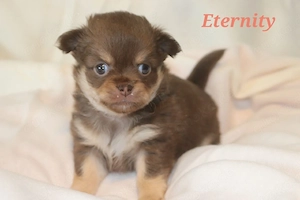 Chihuahua Langhaar Welpen 