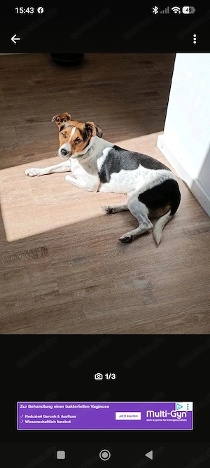 Familienhund sucht neues zuhause auf Lebenszeit 
