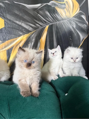 Wunderschöne Heilige Birma Kitten suchen ein liebevolles Zuhause